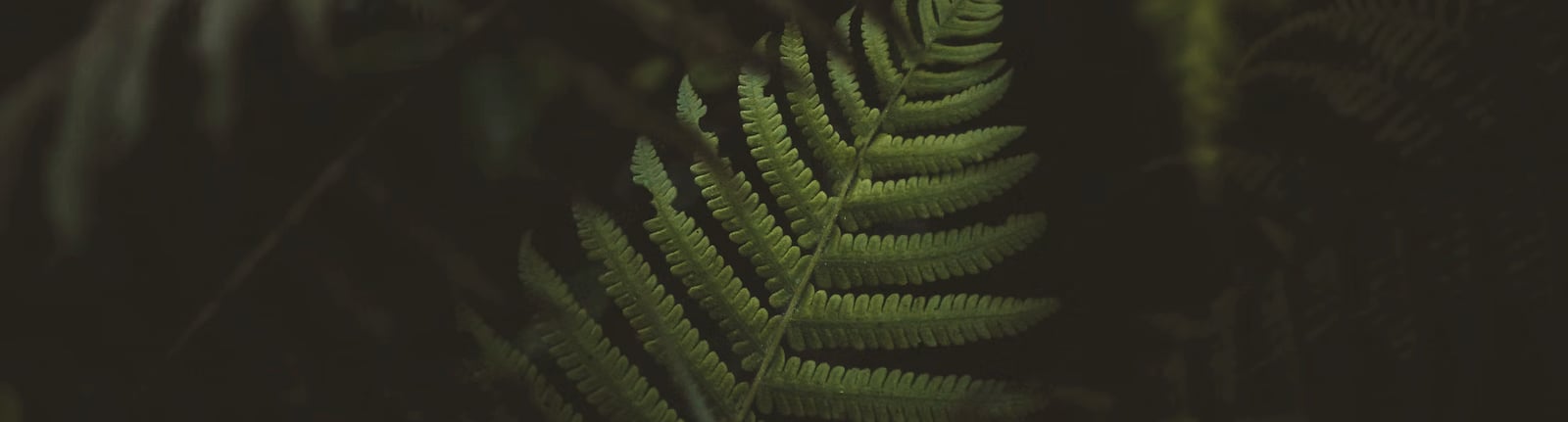 FERN New York sustainable materials and craftsmanship